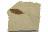 Fossil Leaf (Cedrelospermum) - Green River Formation, Utah #334307-1